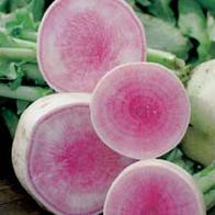 Radis - Oriental Red Flesh
