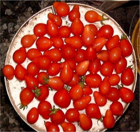 Red Pear tomat