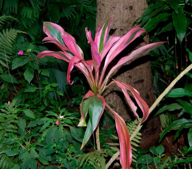 Red Ti - Cordyline terminalis - Good Luck Plant