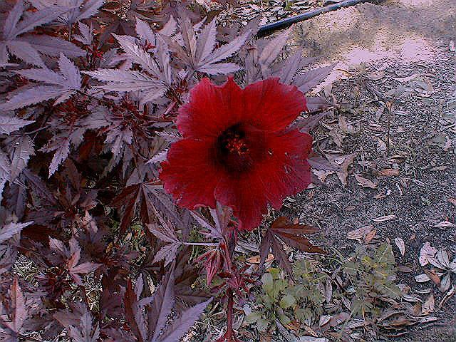 Red Shield Hibiscus - Hibiscus acetosella