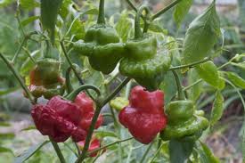 Red Squash - C. chinense