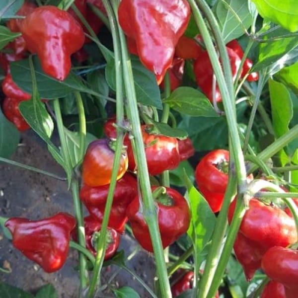 Red Wine Ufo - C.Baccatum