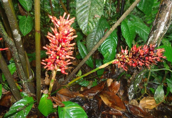 Renealmia alpinia