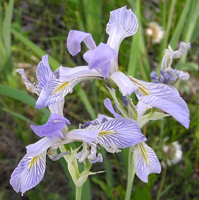 Rocky Mountain Iris - I. Missouriensis