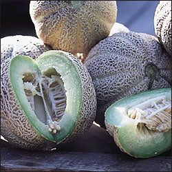 Rocky Ford - Melon