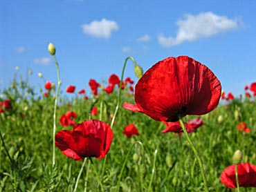 Rød Kæmpevalmue - papaver somniferum