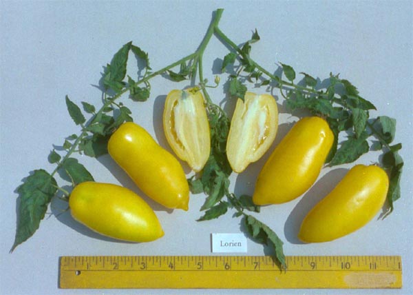 Roman Candle - Tomat