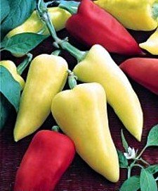 Romanian Sweet - C. annuum