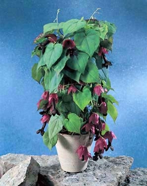 Rosenslynger - Rhodochiton atrosang - Purple Bells