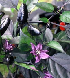 Royal Black - Capsicum annuum