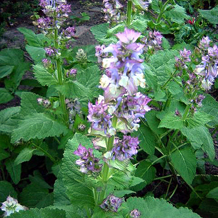 Broget Salvie - Salvia sclarea
