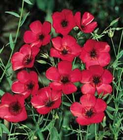 Rød Hør - Linum grandiflorum rubrum