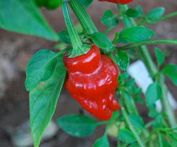 Scorpion Tongue - Chilli