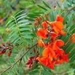 Rød Wisteria - Sesbania tripettii