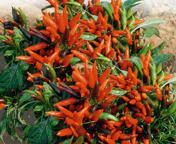 Stromboli - C. annuum