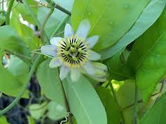 Passiflora talamencencis