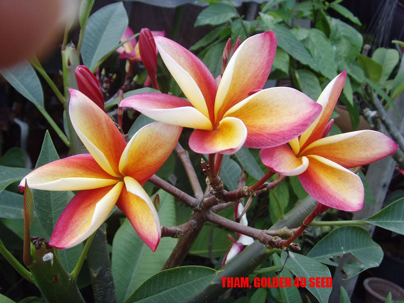 Plumeria - Tham Golden