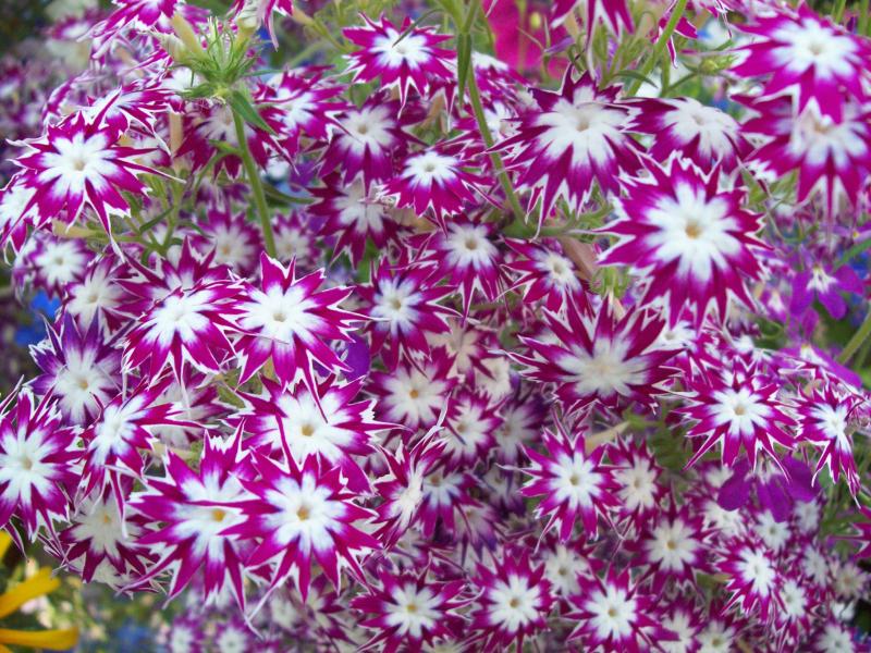 Phlox drummondii - Twinkle Toes