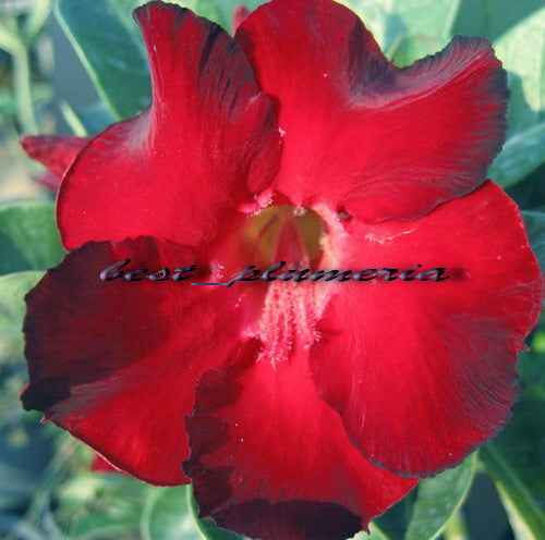 Ørkenrose - Adenium 'Udomtrap'