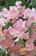 Ærteblomst - Unwin's - Lathyrus odorata
