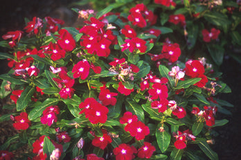 Rosen Singrøn - Vinca Rosea - 'Cranberry'