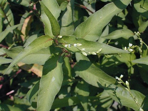 Waterpepper - Polygonum hydropiper