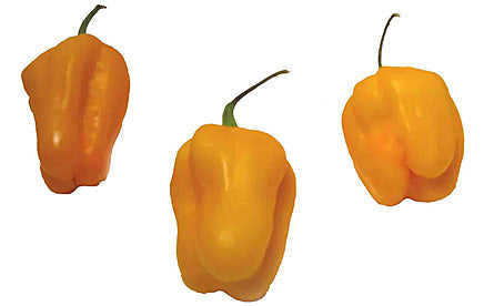Habanero Westindian Yellow - C. chinense