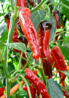 Wrinkled Old Man - C. annuum