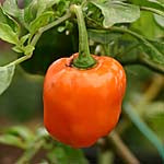 Yellow Dwarf - C. chinense