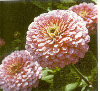 Frøkenhat  - Zinnia Elegans - Luminosa Pink