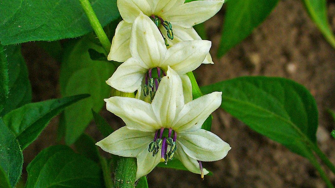 Capsicum frutescens
