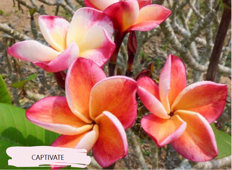 Plumeria - Frangipani - Planter