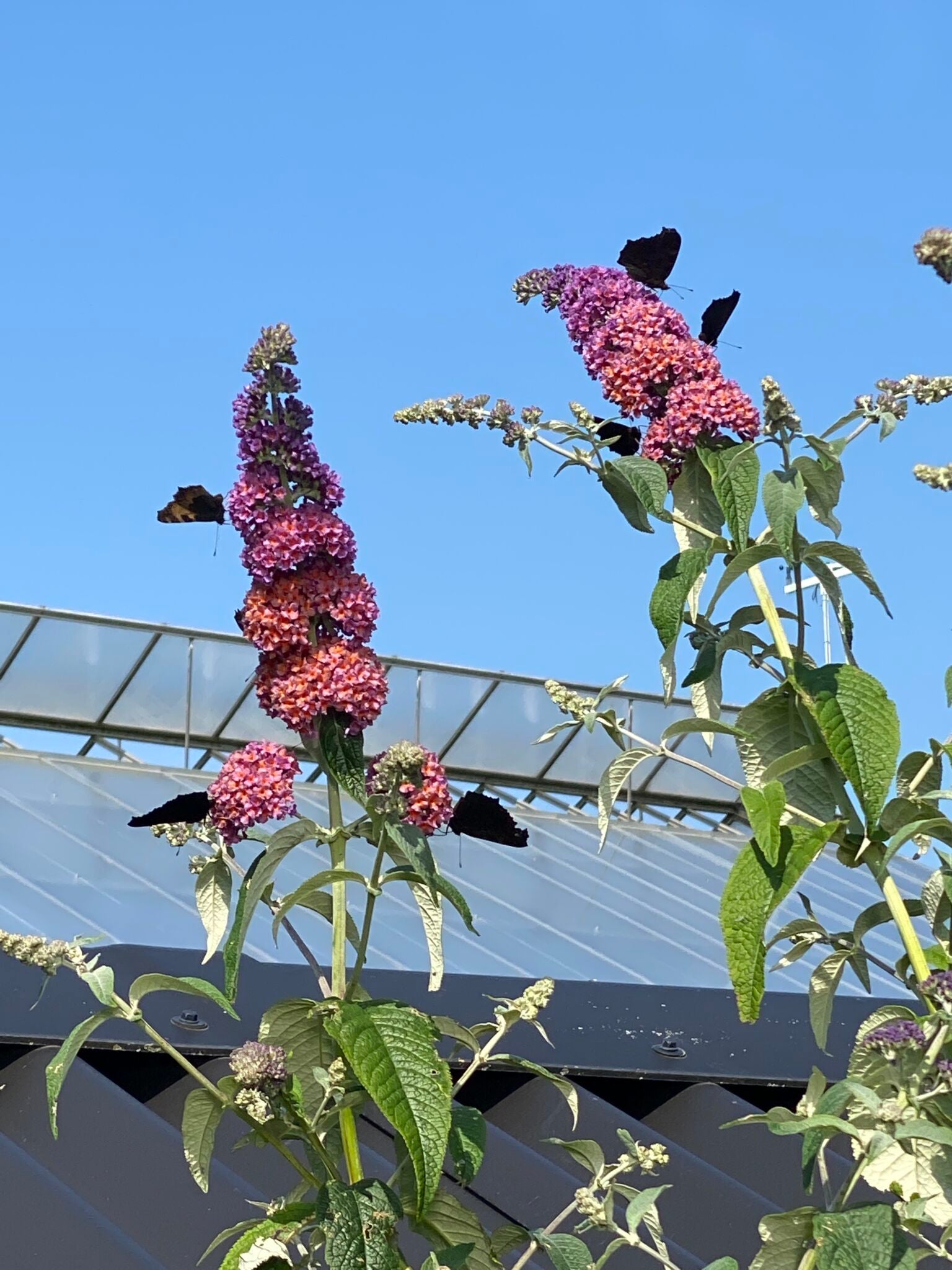 Miljø- og klimaplanter, Biodiversitet