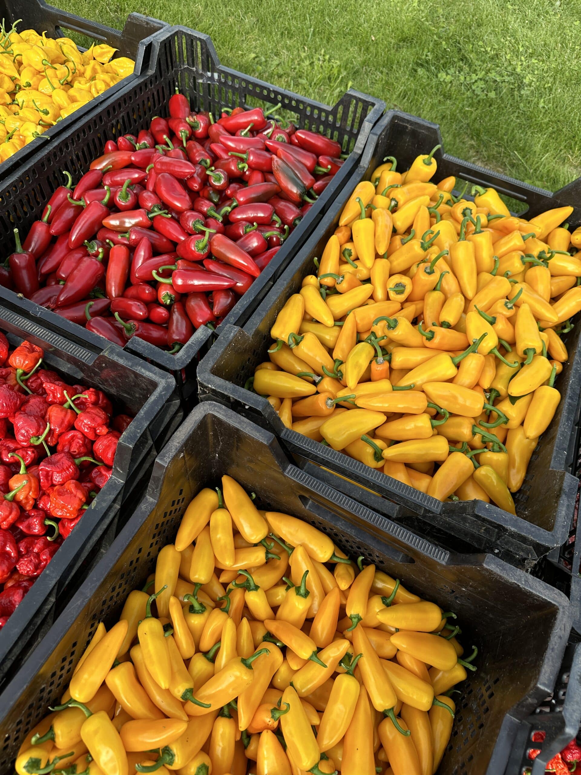 Friske Chilifrugter