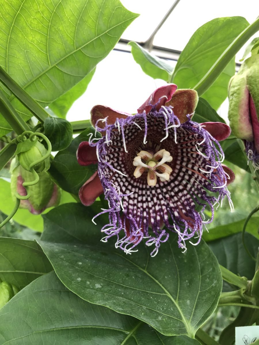 Passiflora - Passionsblomster