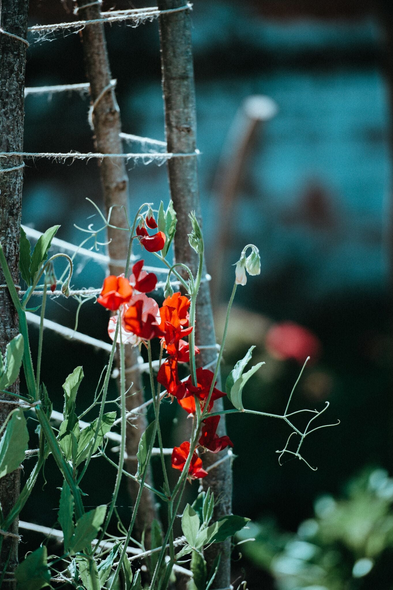 Lathyrus - Ærteblomster