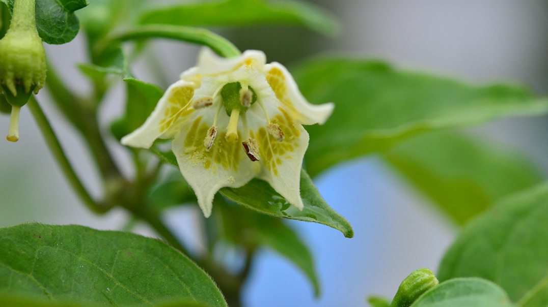 Capsicum baccatum
