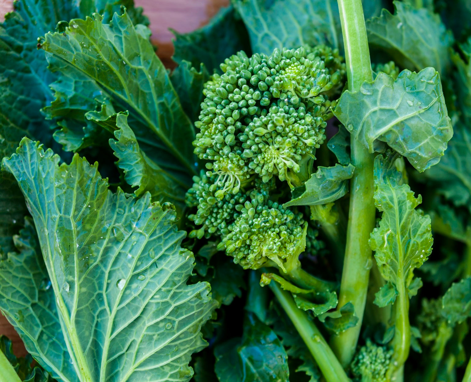 Rapini - Broccoletto