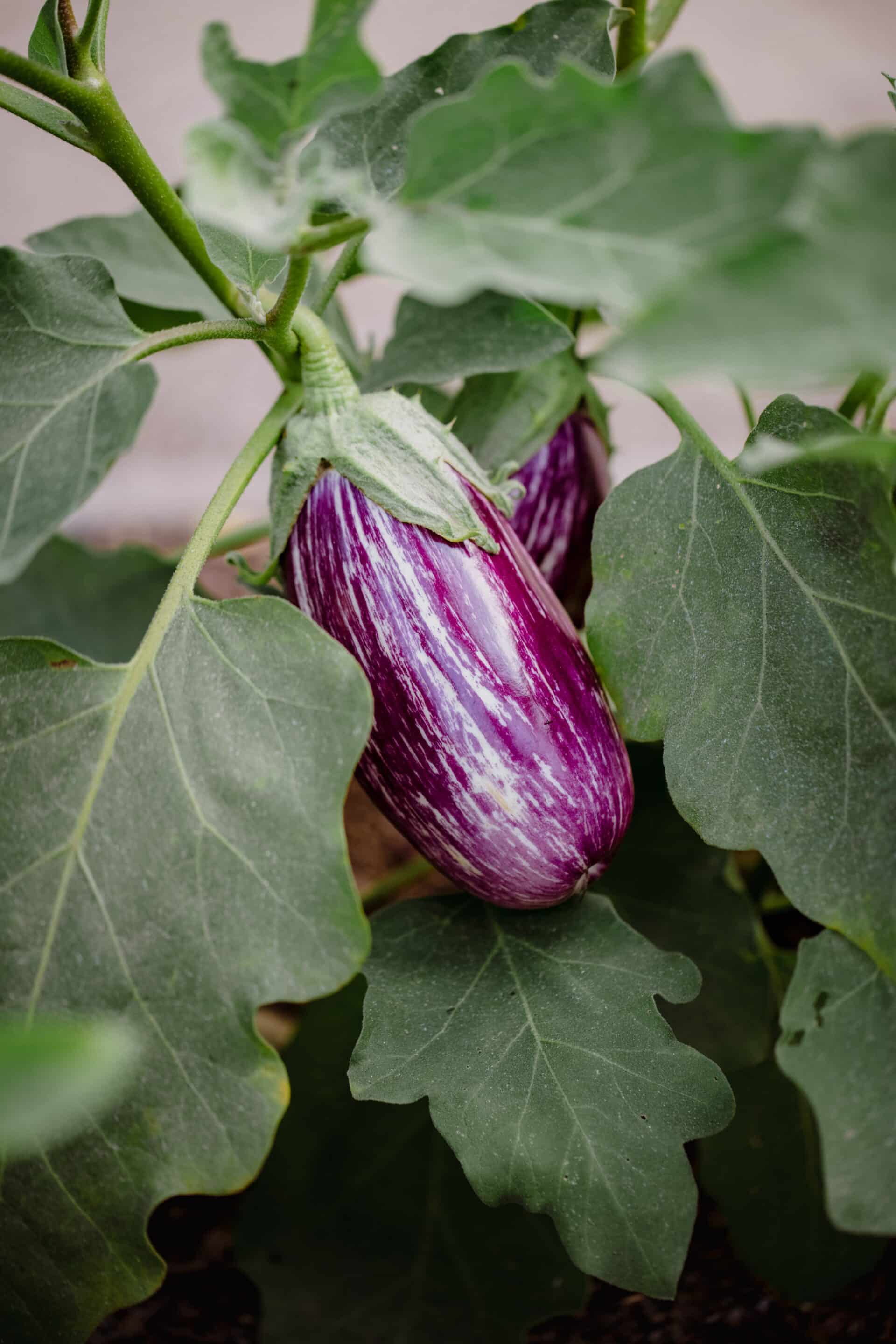 Aubergine - Melanzana