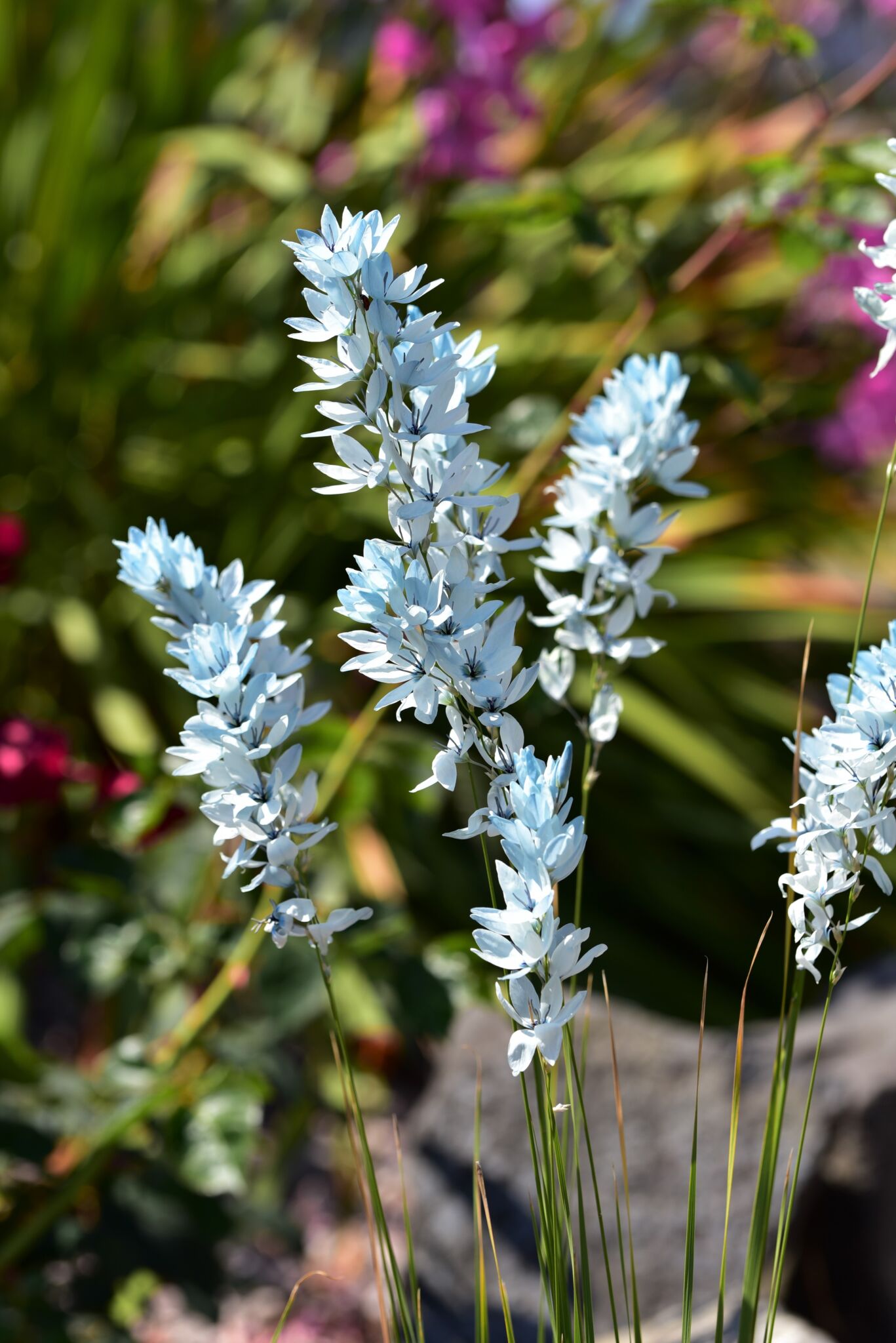 Øvrige Blomster