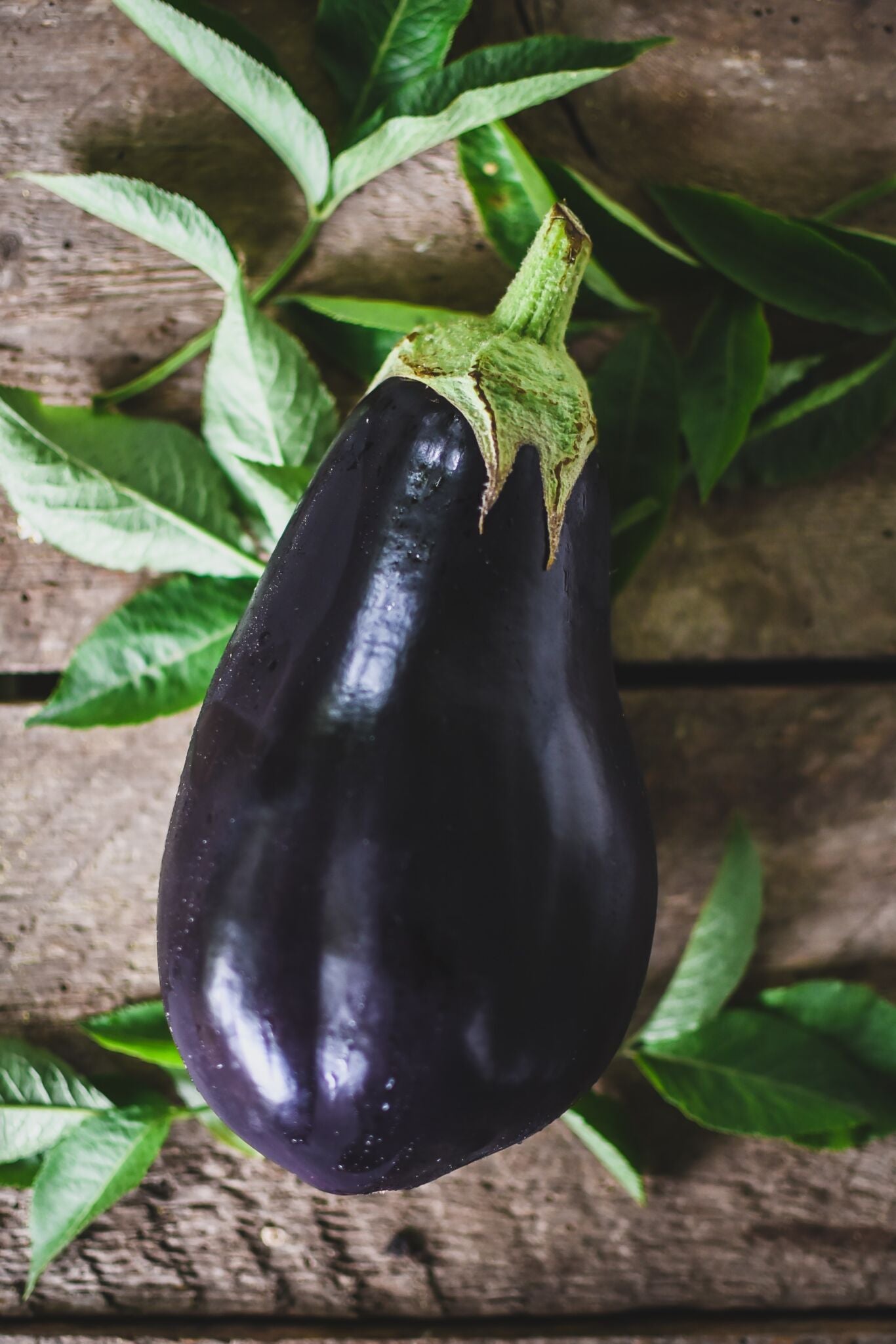 Aubergine