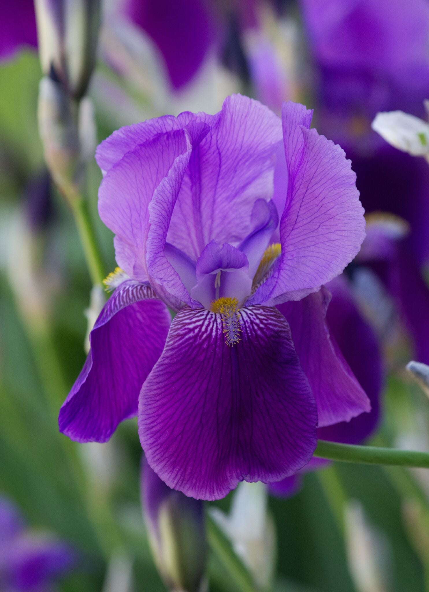 Iris og Liljer