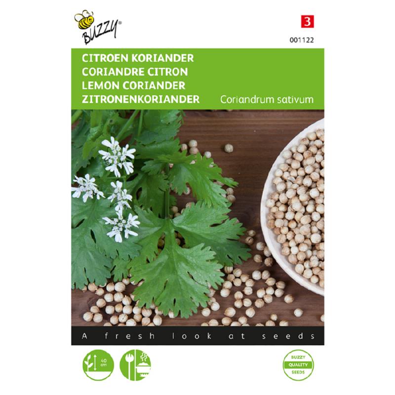 Citron Koriander - Coriandrum Sativum