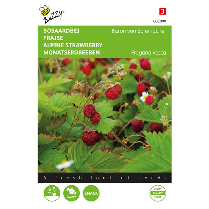 Skovjordbær - Baron von Solemacher - Fragaria Vesca