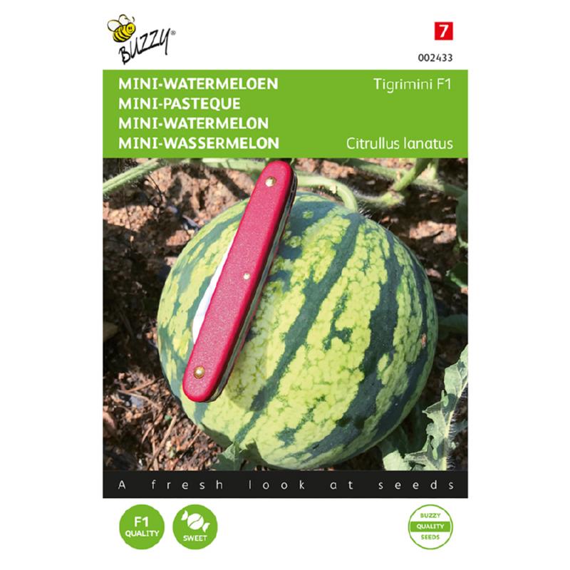 Mini vandmelon - Tigrimini F1 - Citrullus Lanatus
