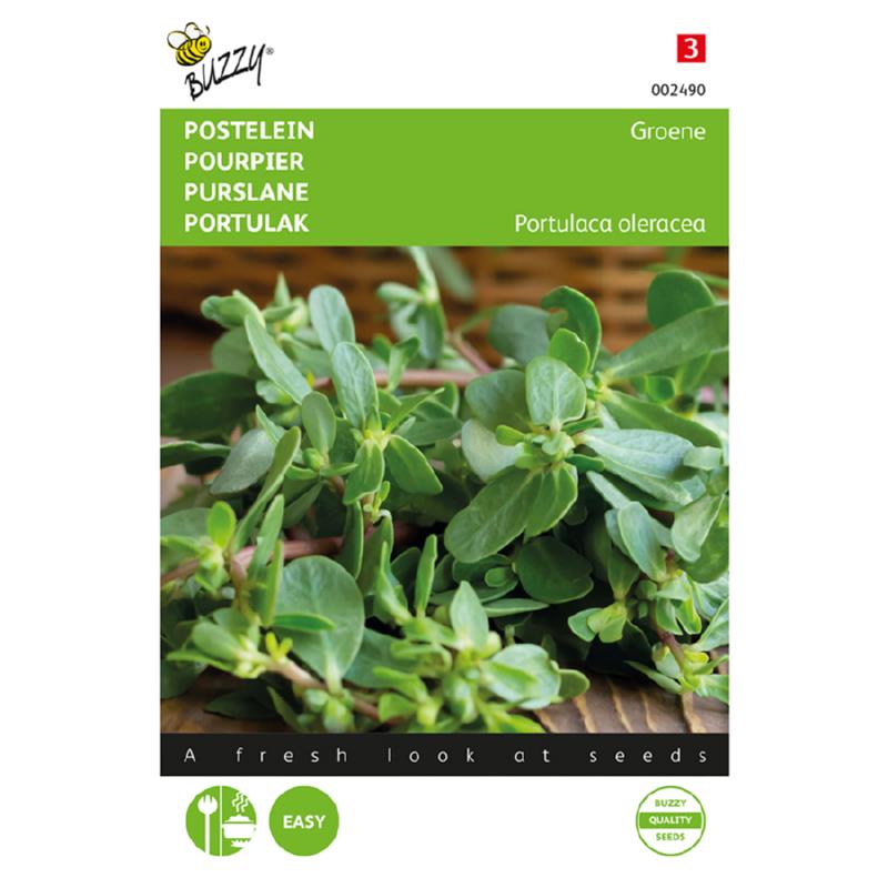 Sommerpotulak - Portulaca Oleracea