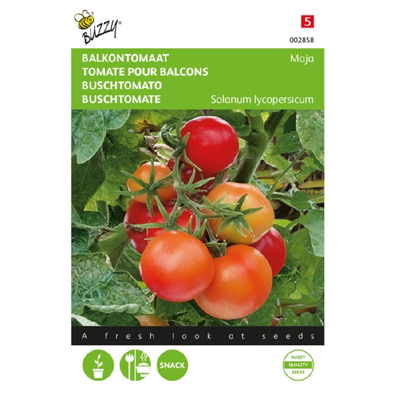 Balkon tomat - Maja - Solanum Lycopersicum