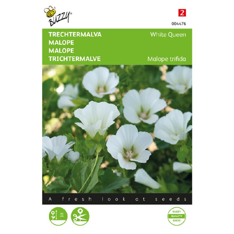 Tragtmalva - White Queen - Malope Trifida