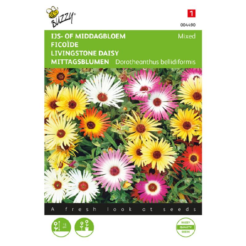 Isblomst mix / Middagsblomst  - Dorotheanthus Bellideformis