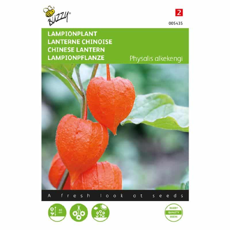 Japansk Lygte - Physalis alkekengi